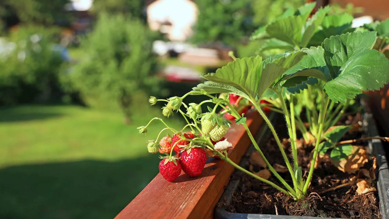 Erdbeeren pflanzen: So ernten Sie noch in diesem Sommer