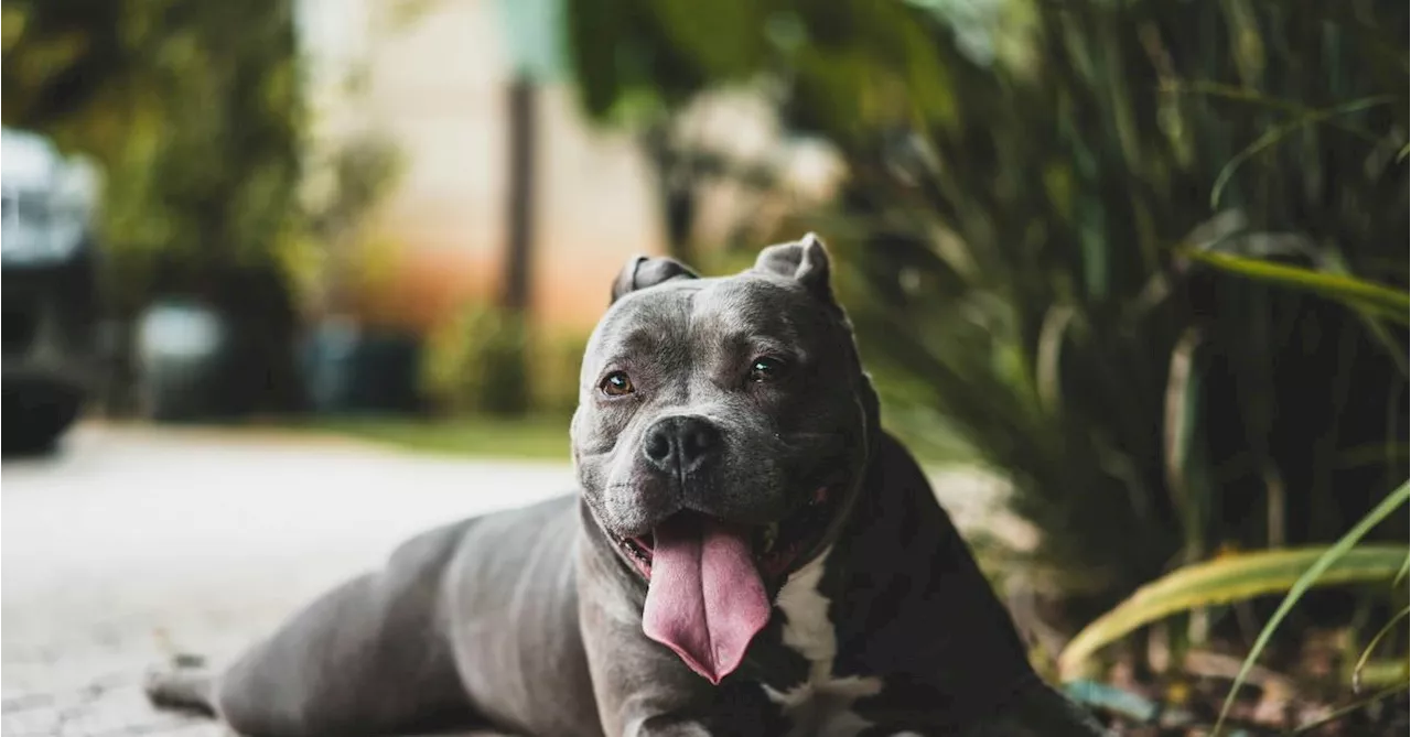 Cette plante printanière est dangereuse pour les chiens et les chats