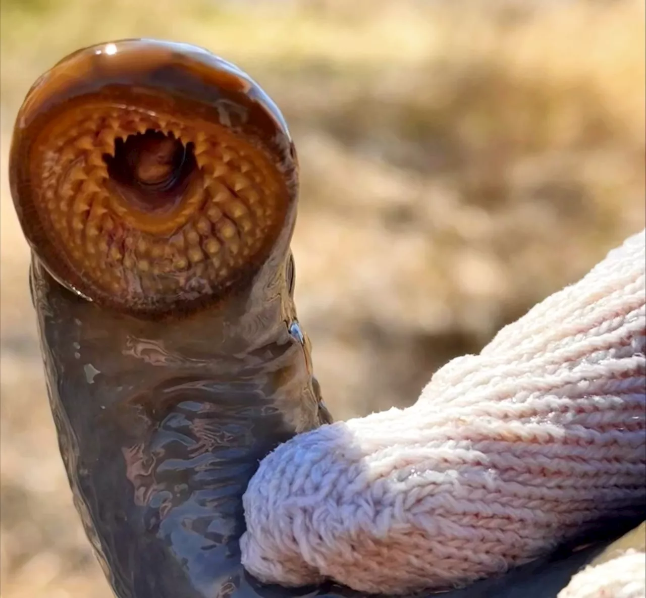 Sea lamprey caught in Neebing and McIntyre Rivers