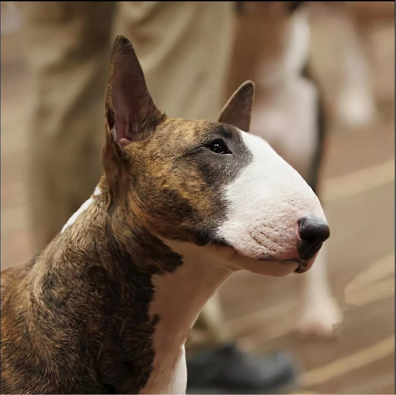 Thunder Bay-trained dog wins at the Westminster Dog Show