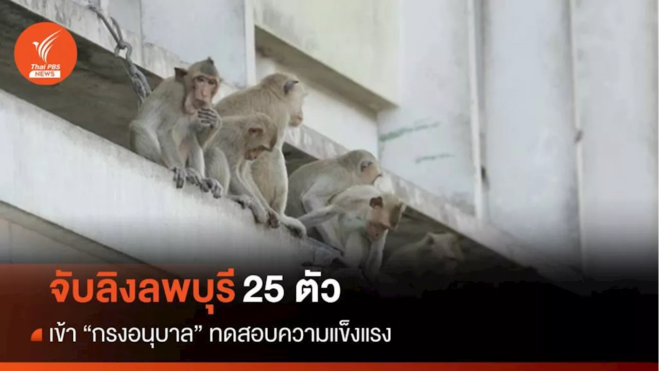 จับ 'ลิงลพบุรี' ทดสอบความแข็งแรง 'กรงอนุบาล' ก่อนเข้าอยู่จริง