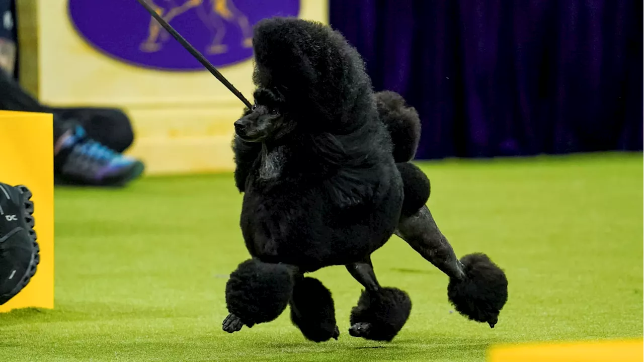 Sage the Miniature Poodle Achieves Canine Glory at Westminster Dog Show