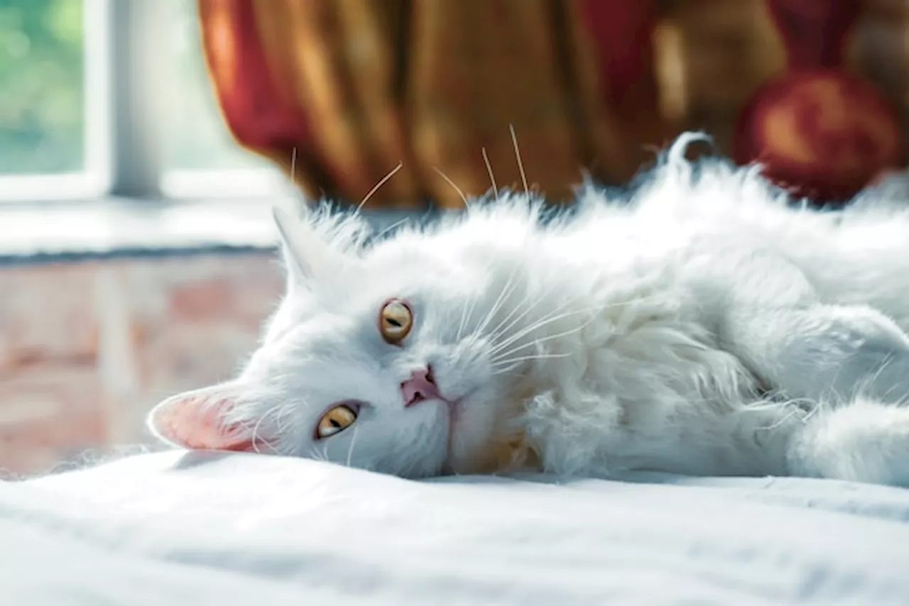 Whiskered farewells? How cats might say goodbye before they die