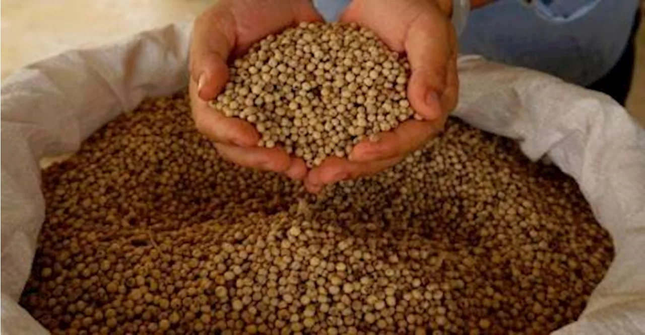 Govt taking steps to ensure sustainability of pepper industry