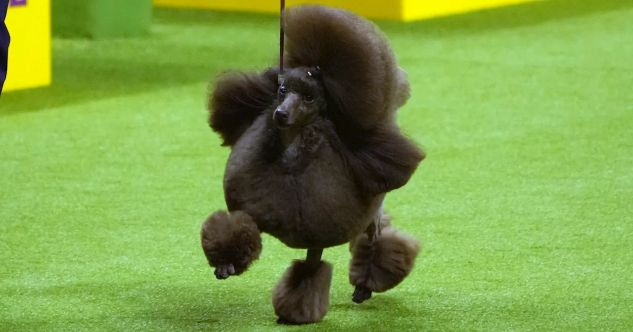 The Winner of the 2024 Westminster Dog Show Is Sage, A Miniature Poodle