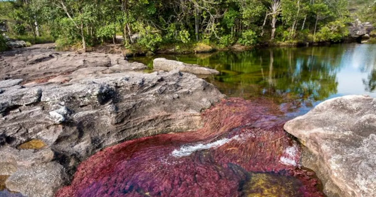 Caño Cristales reabre sus puertas al turismo tras estudios de planta acuática