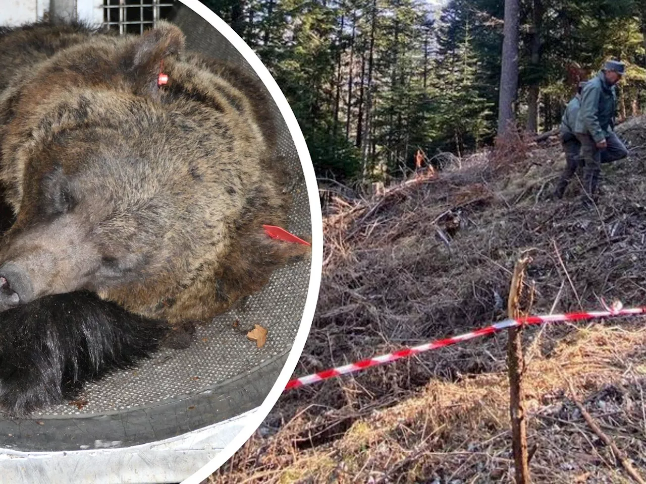 Schwester von Vorarlberger Problembär tötet Jogger im Trentino