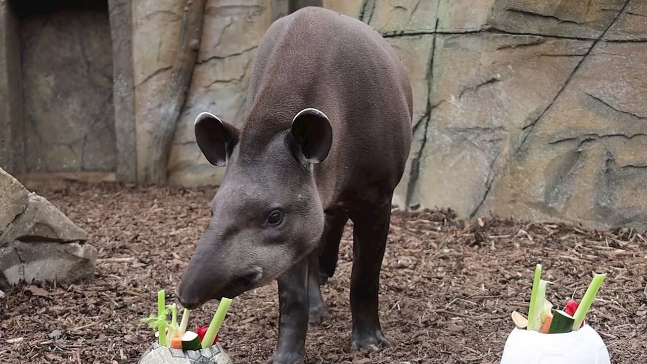 Allwetterzoo Münster hat Tapir als EM-Orakel