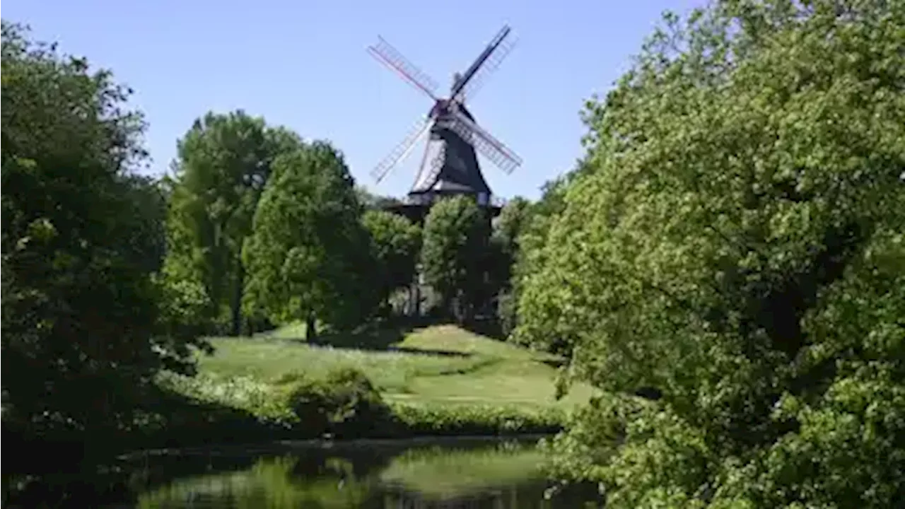 Beliebtes Motiv: Wildwuchs statt bunter Blüten an der Bremer Wallmühle