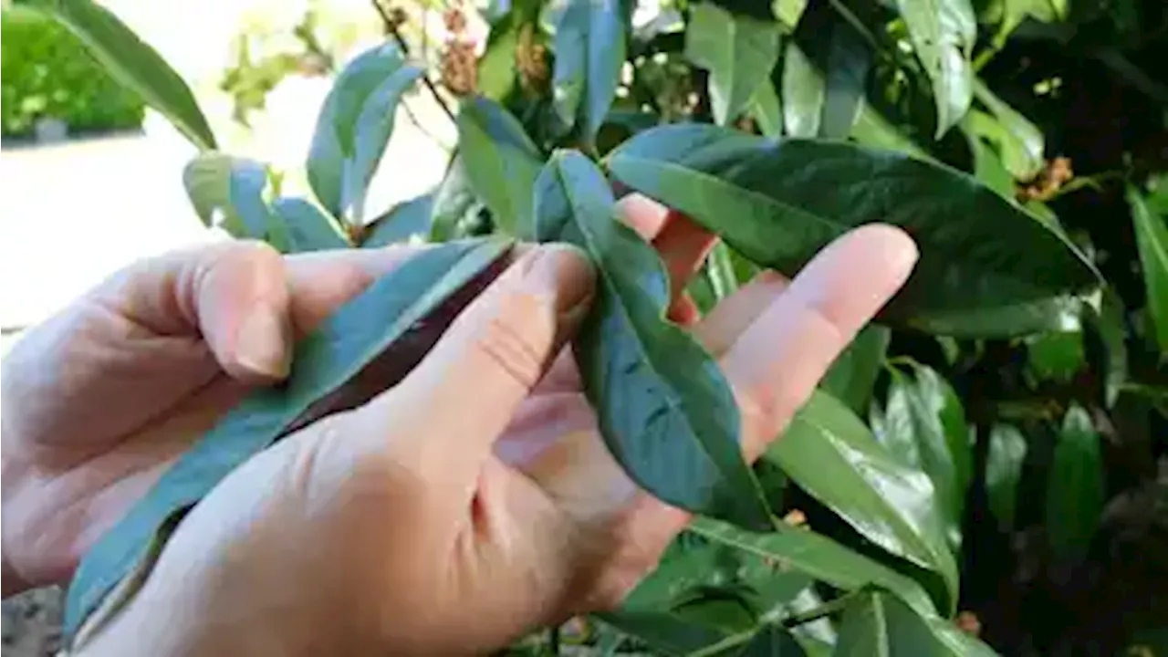 Kirschlorbeer in Delmenhorst: Beliebte Hecke oder invasive Gefahr?