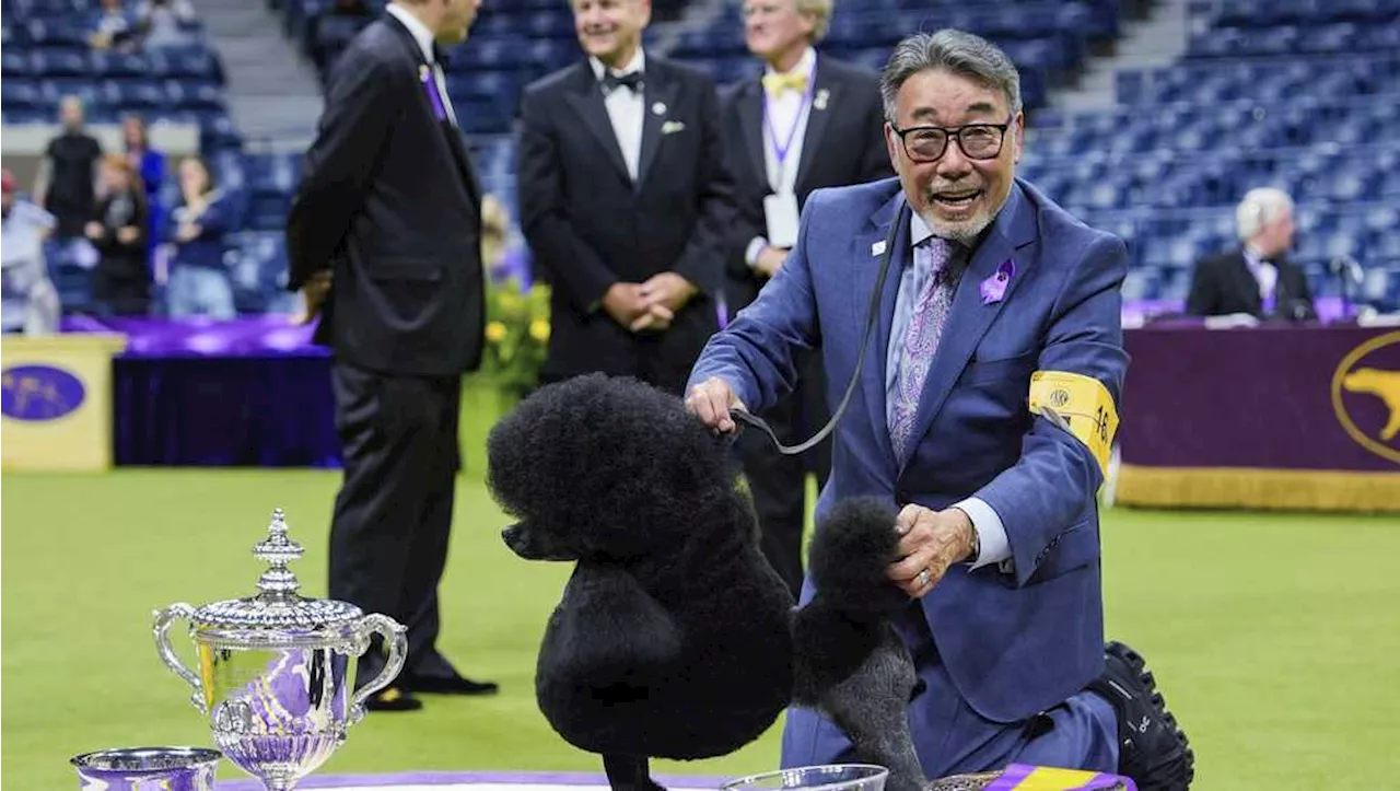 Miniature poodle named Sage wins Westminster Kennel Club dog show