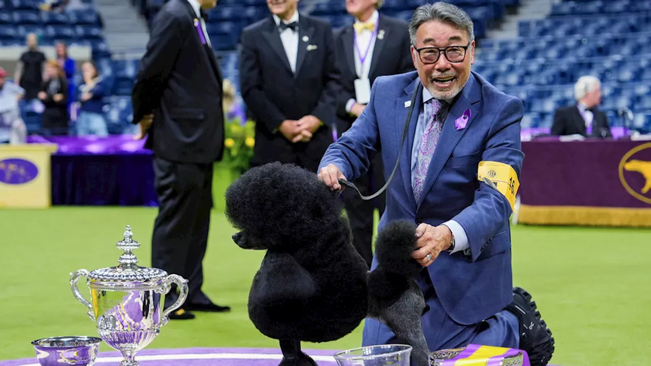 Sage Miniature poodle named Sage wins at Westminster in handler's