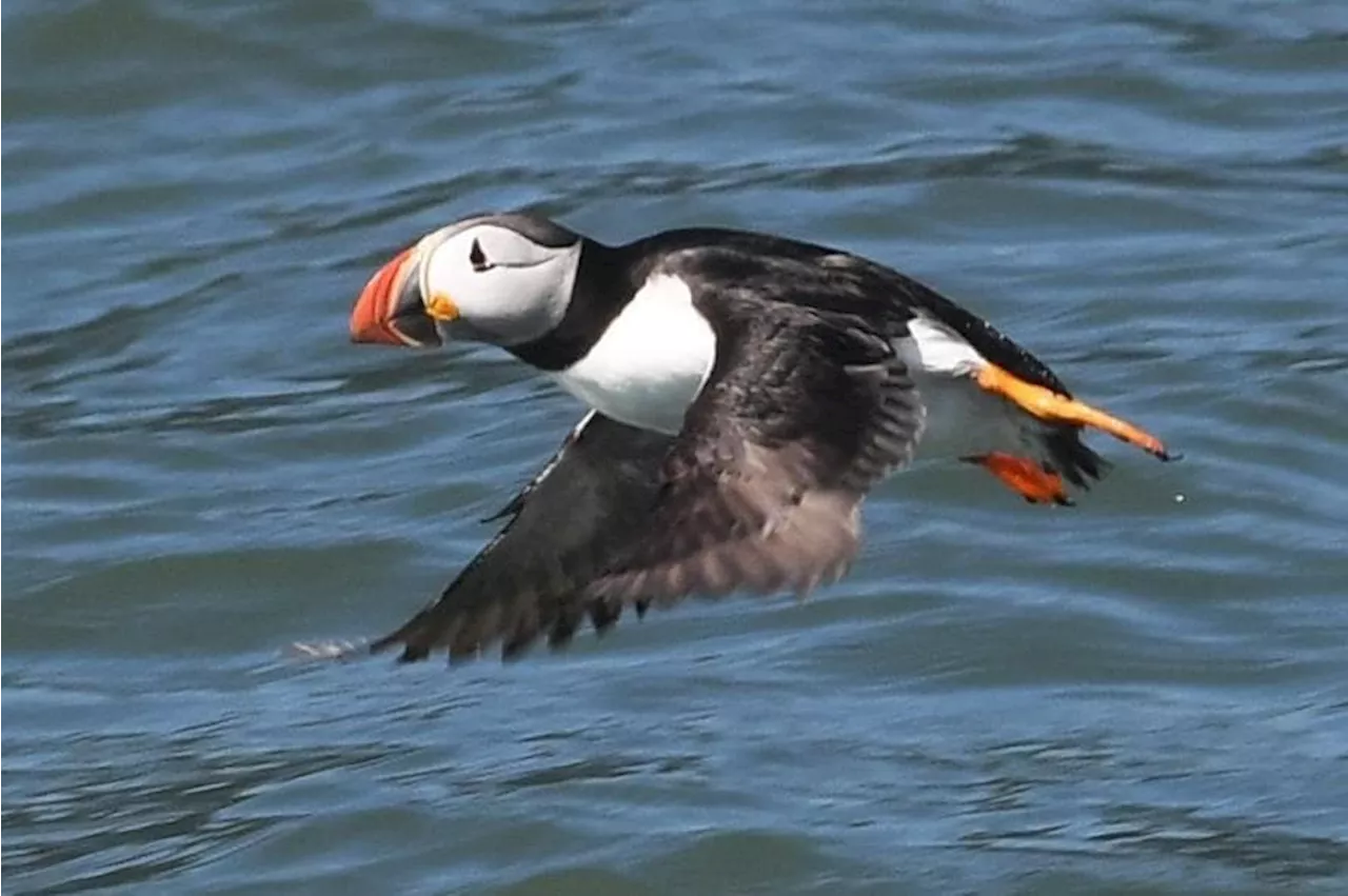 Battlelines drawn with EU over post-Brexit UK ban on fishing for sandeels in North Sea