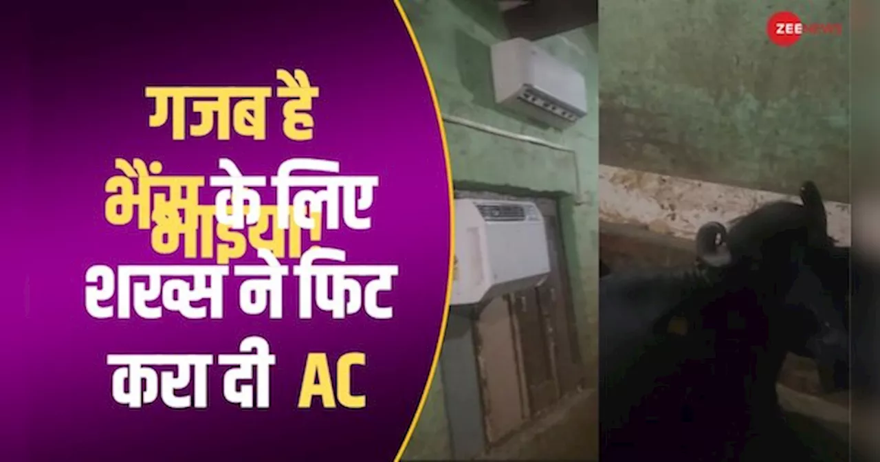 भैंसों को ना लगे गर्मी तो शख्स ने तबले में फिट करा दी AC, वीडियो देख लोग बोले- मेरी भी खाट लगा दो