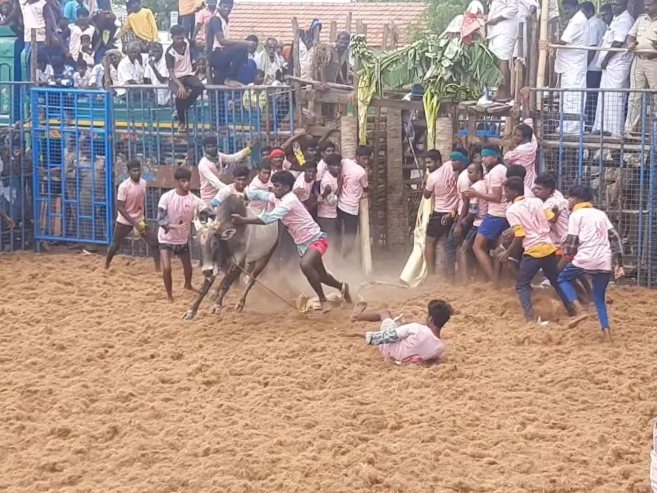 அருப்புக்கோட்டையில் ஜல்லிக்கட்டு... சீறிப்பாய்ந்த காளைகளை அடக்கிய மாடுபிடி வீரர்கள்!