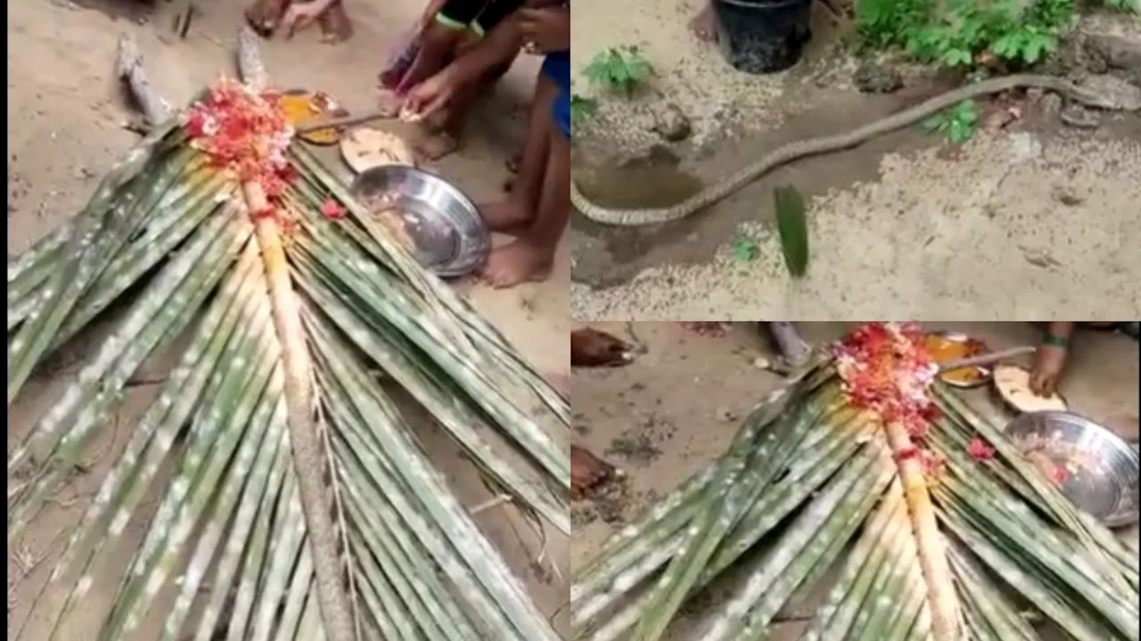 Snake Cremation: వింత ఘటన.. పాడె కట్టి ఊరేగించి పాముకు అచ్చం మనిషికి చేసినట్టు అంత్యక్రియలు