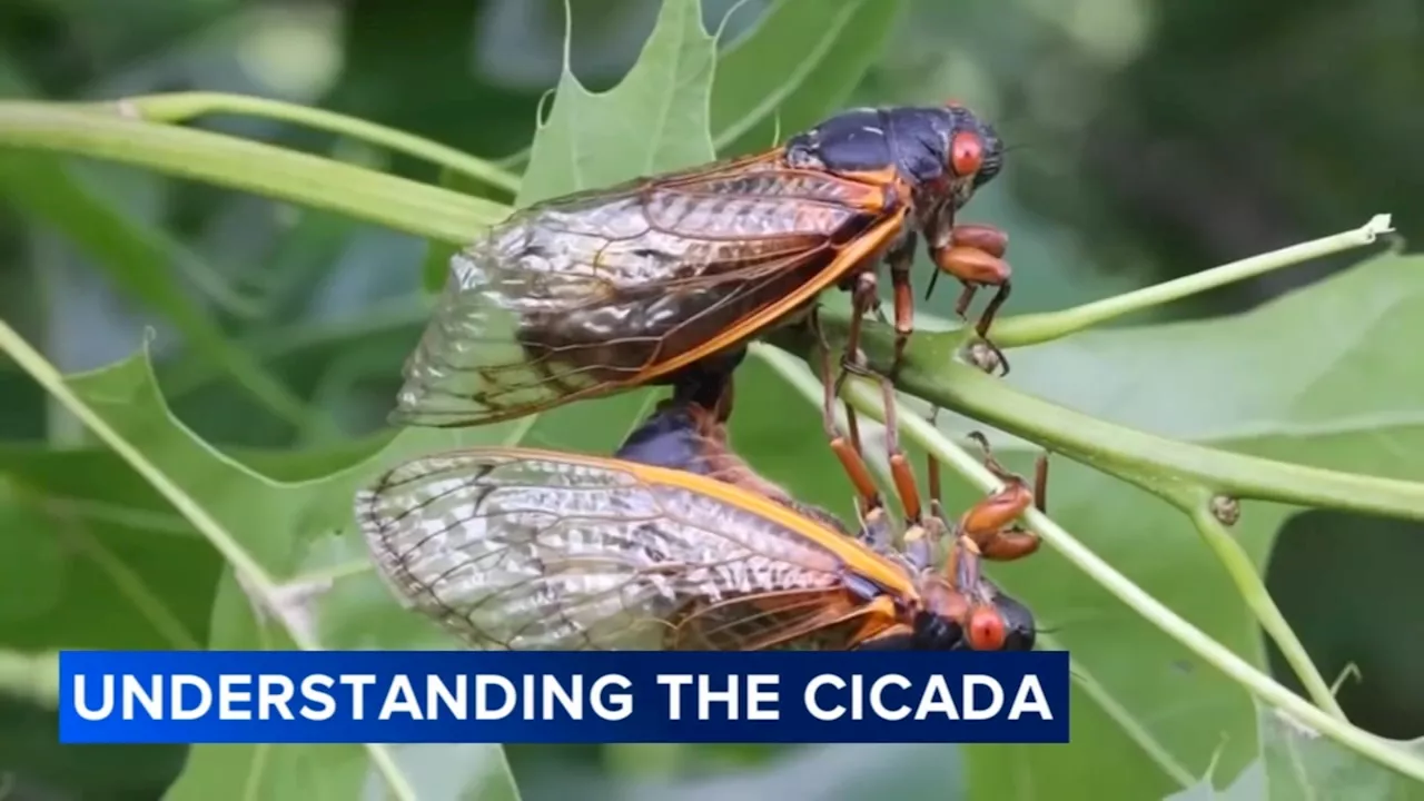 Field Museum explains loud noise of cicada calls amid Illinois emergence