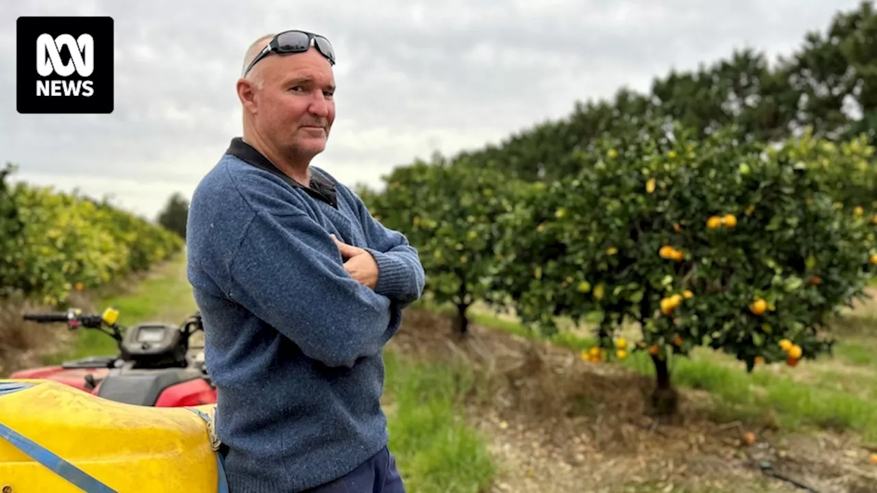 Citrus farmers say rising production costs, poor prices from supermarkets driving them out of the industry