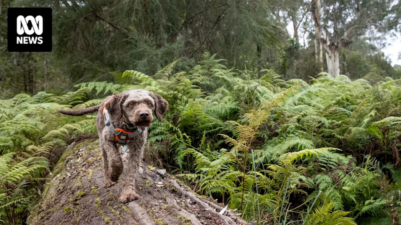 Scientists hope fungi-sniffing dog can save species on brink of extinction