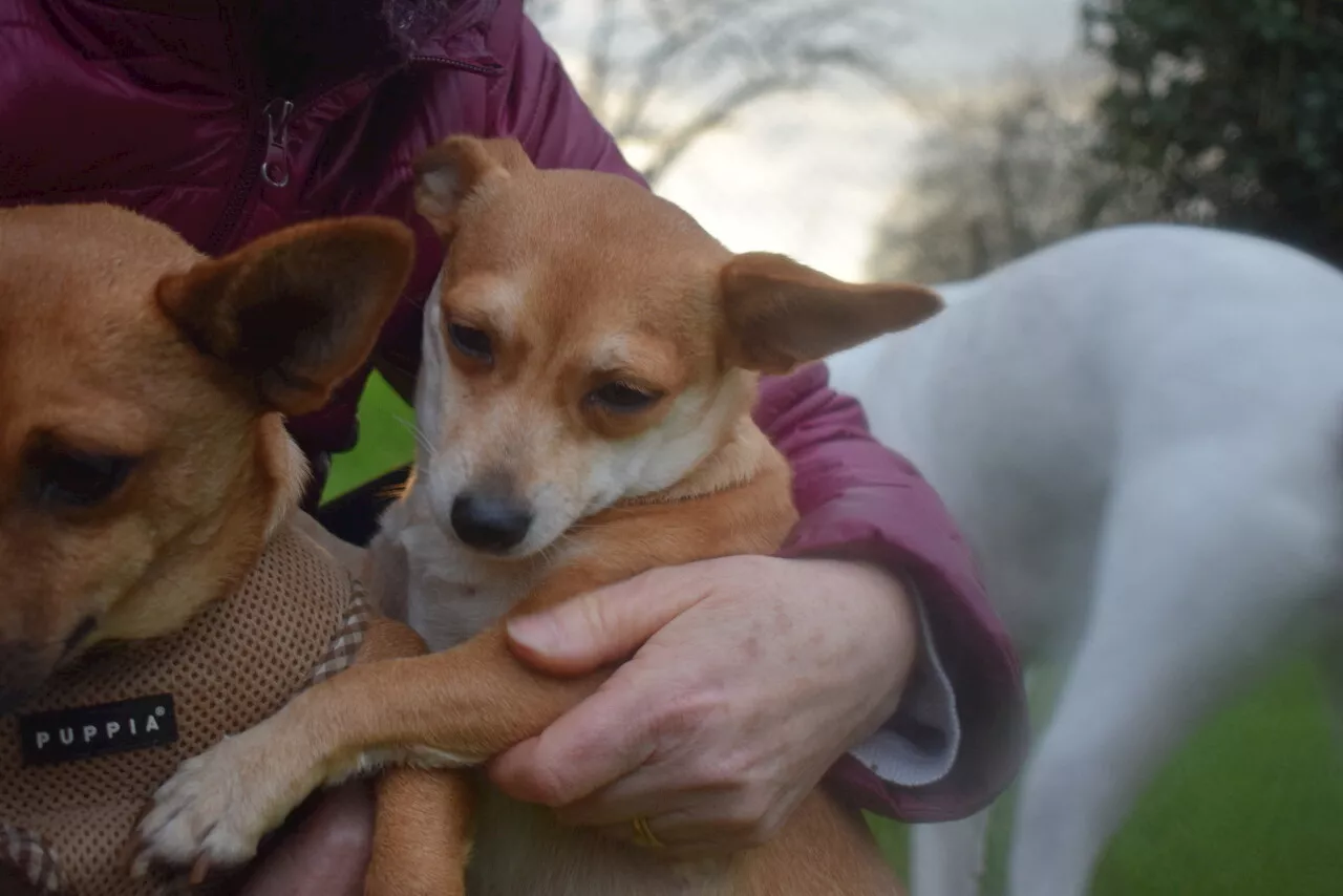 Dans cette commune de l'Orne, vous pourrez adopter un chien en vous promenant