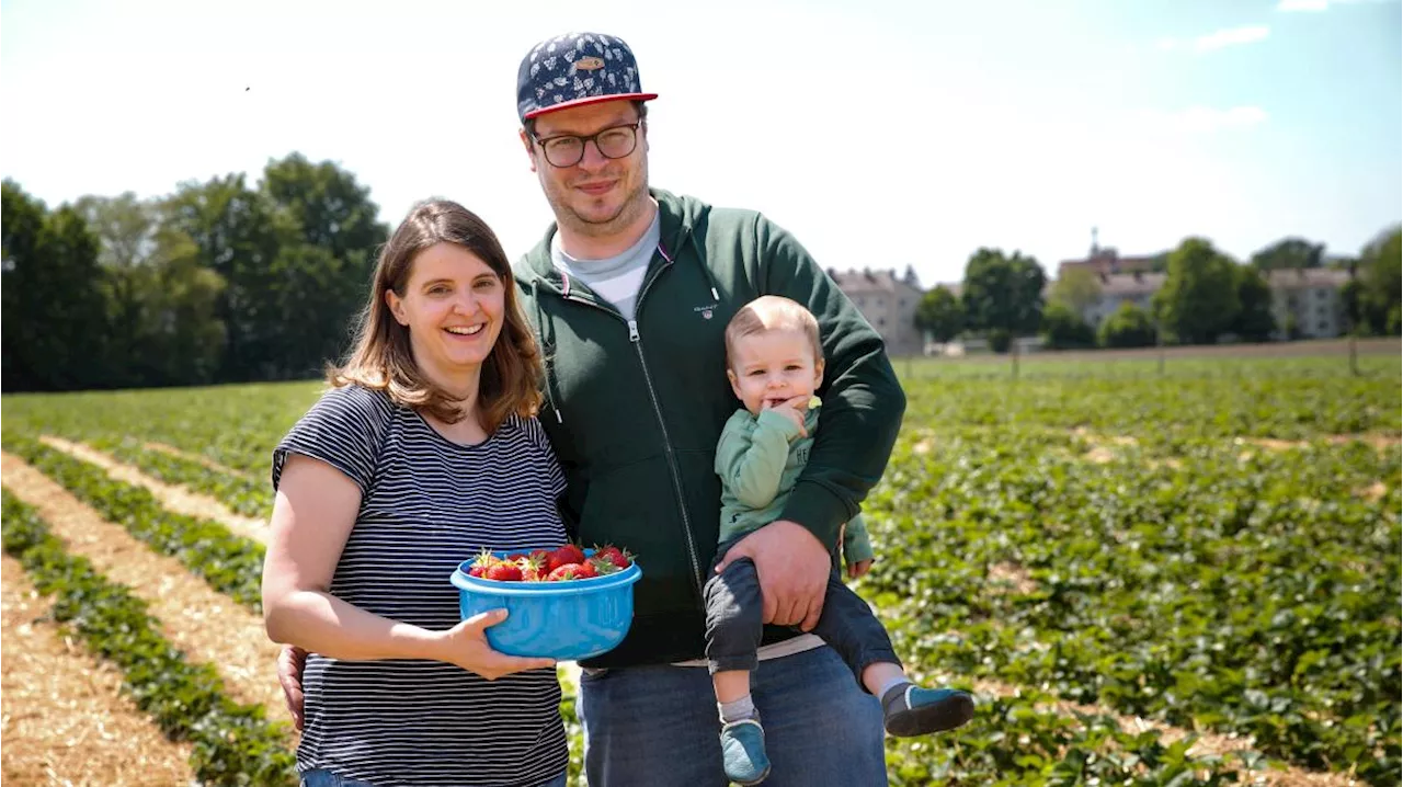 Früher als üblich: Die Erdbeersaison in Augsburg ist gestartet