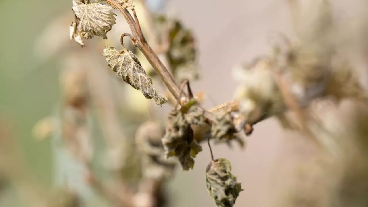 Nach Frostschäden im Weinbau sind Folgen für 2024 unklar