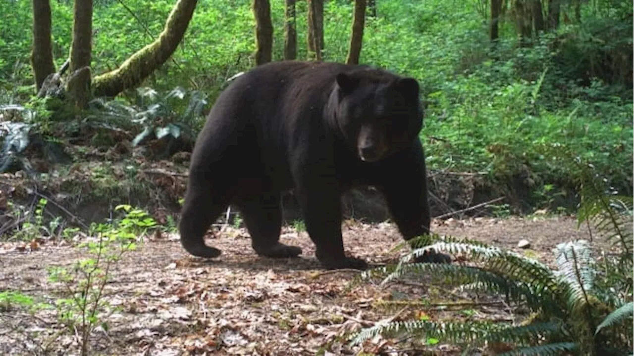 Two Banff black bears destroyed — one for behavioral issues and another due to health
