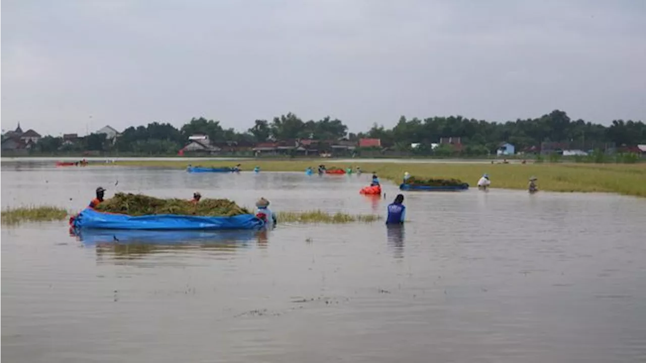 BMKG Jelaskan Kapan La Nina Hantam RI, Ingatkan Bahaya Ancam Petani