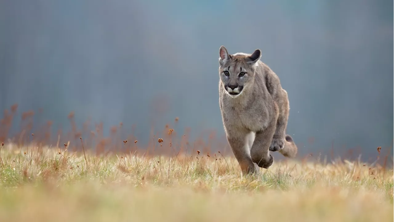 Cougar frequenting Banff campground area: Parks Canada