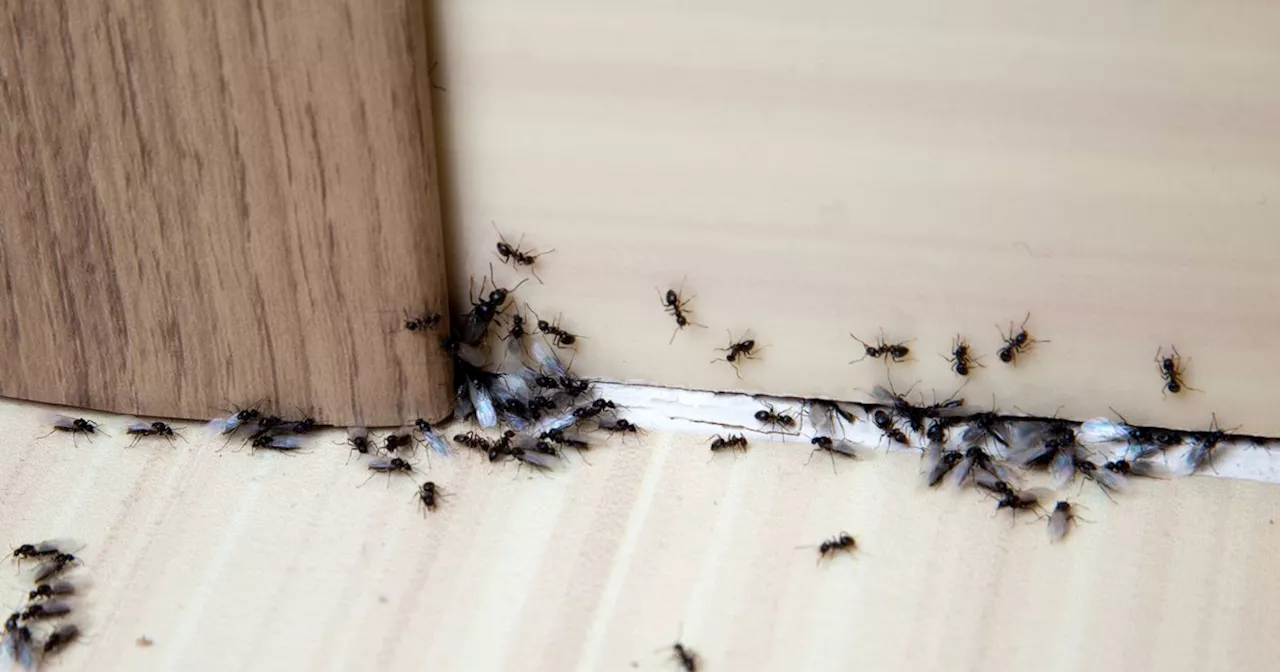 Cleaning fans say 'cheap' £1.75 product keeps ants out of the house