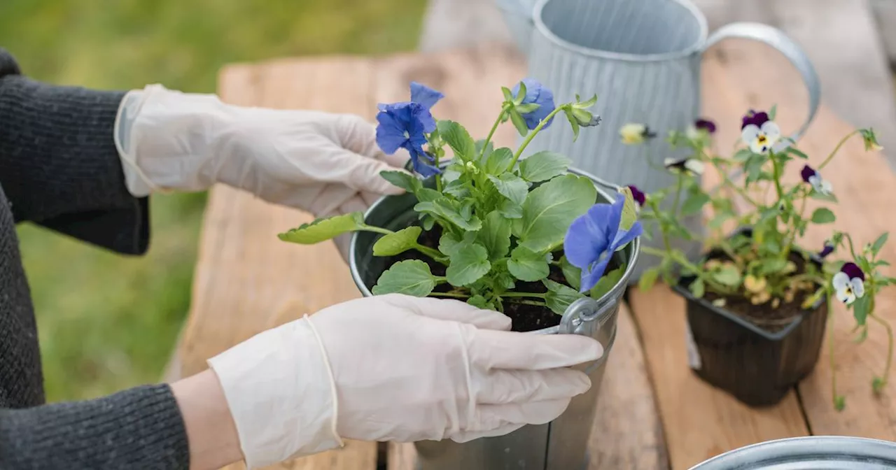 Gardener's top tip for separating budding seedlings using one kitchen utensil