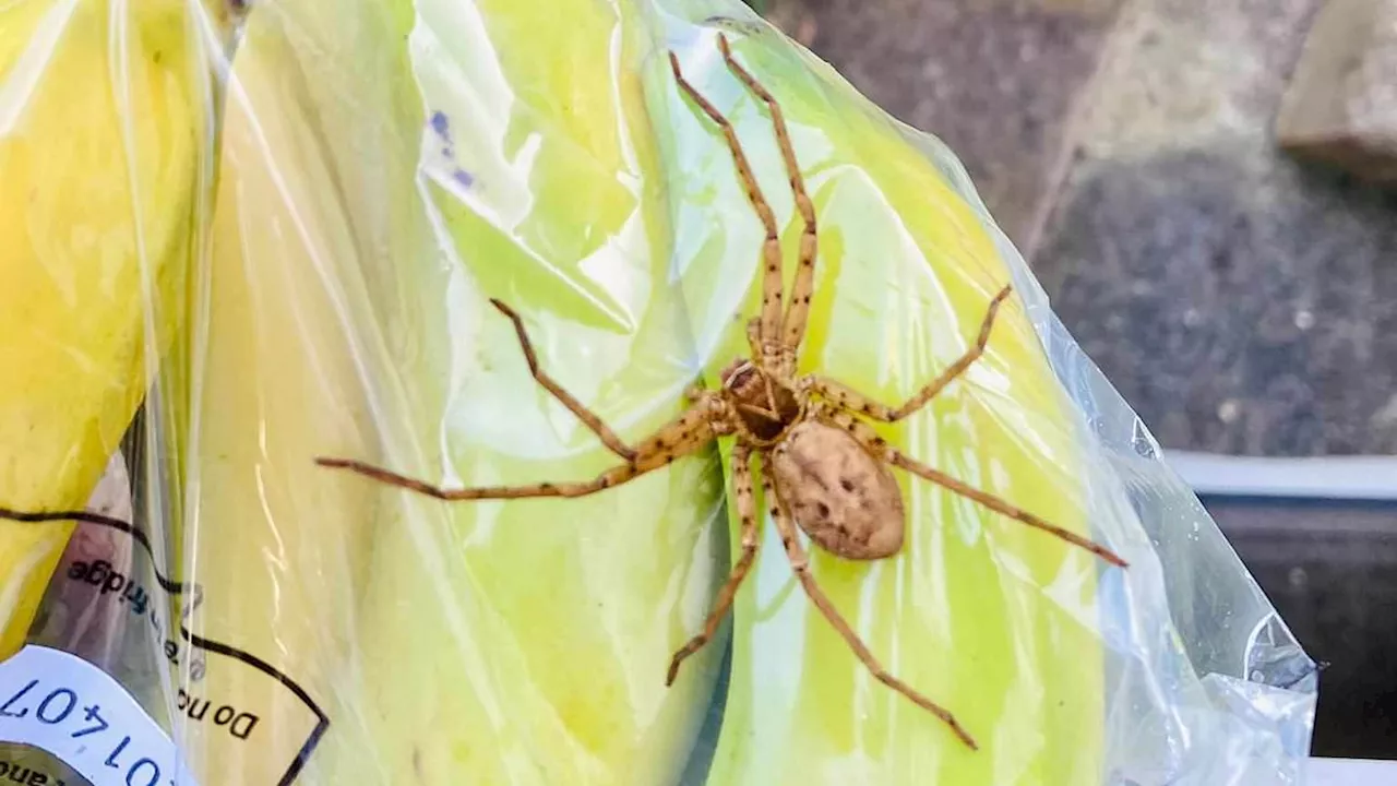 Creepin' it real! Giant huntsman spider terrifies kids at London primary school after hitching a...