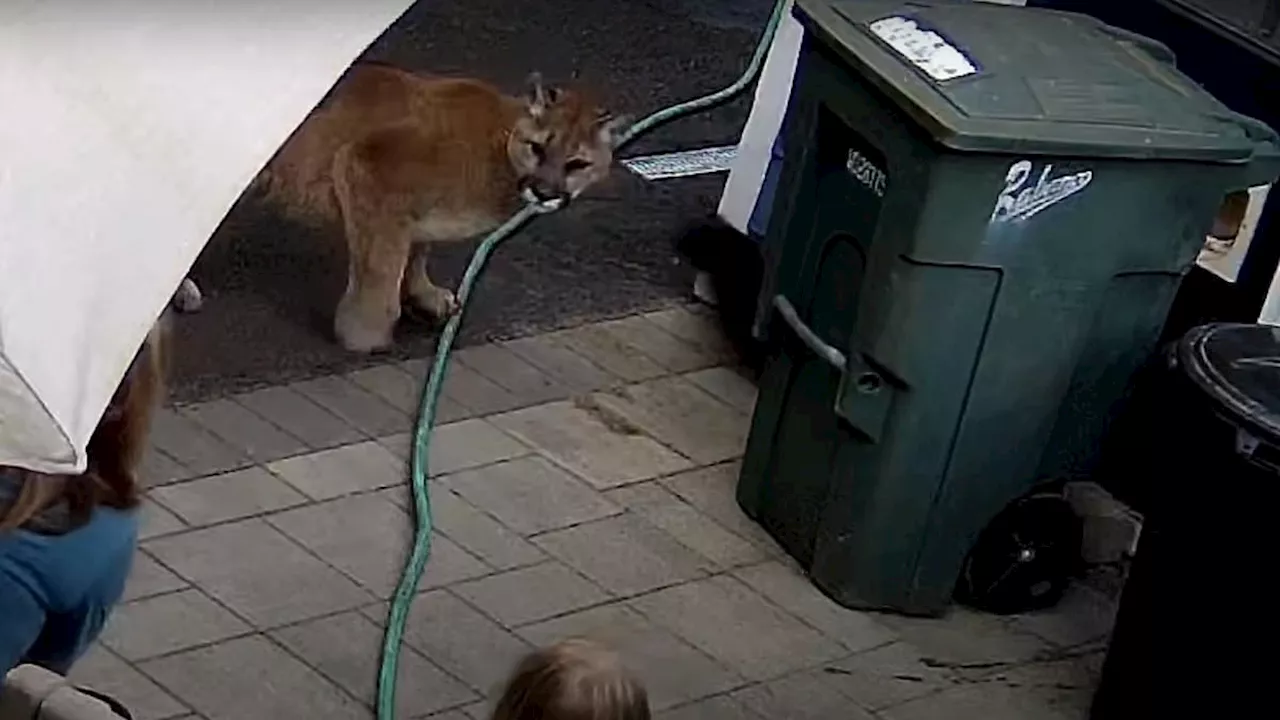 Heart-stopping moment young girl comes face-to-face with mountain lion