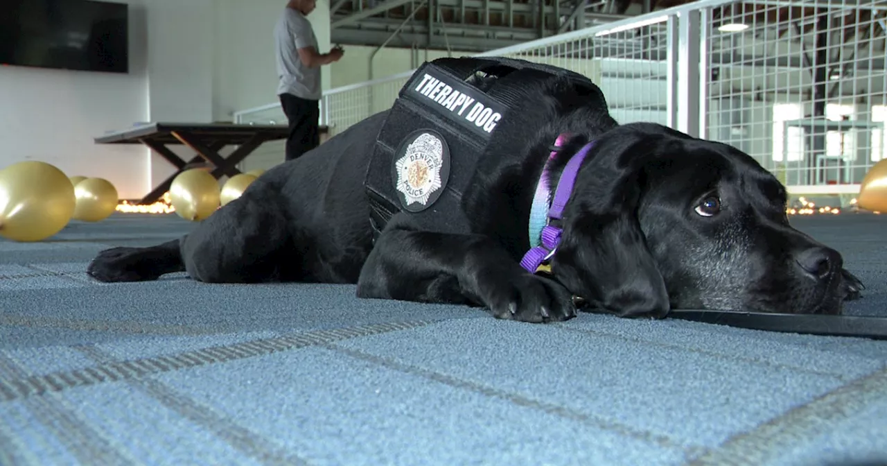 Denver PD therapy dog Shelby uses cancer survival story to help others on their worst day