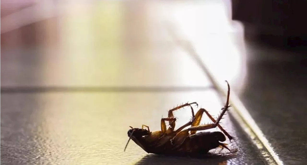 ¿Cómo eliminar a la 'súper cucaracha', insecto resistente a químicos que tiene en alerta a México?