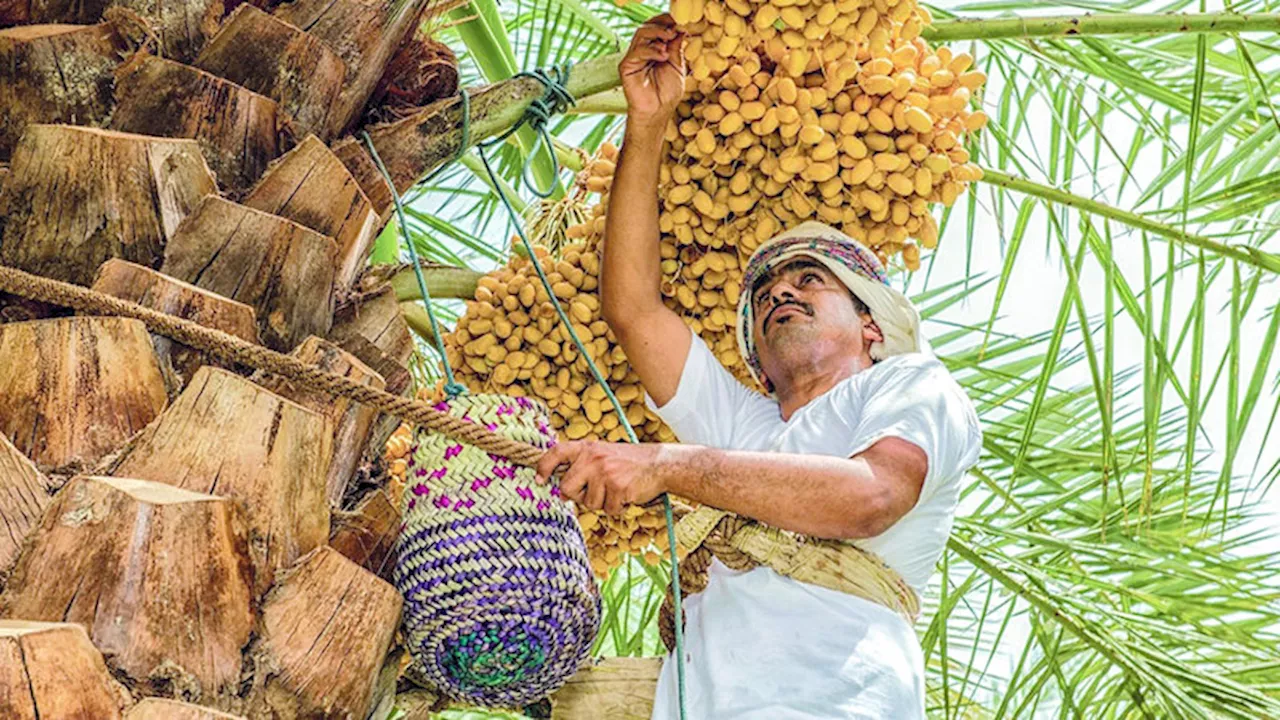 «تباشير الخير».. احتفاء بعطاء شجرة النخيل
