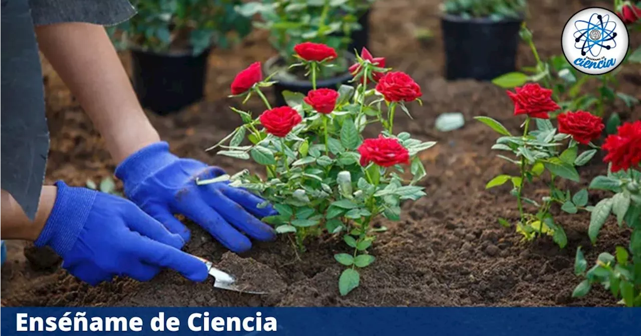 Aprende a reproducir tus rosas con este sencillo método de jardinería