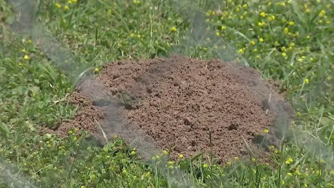 Gophers causing mayhem in Glendale neighborhood, costing residents thousands of damage