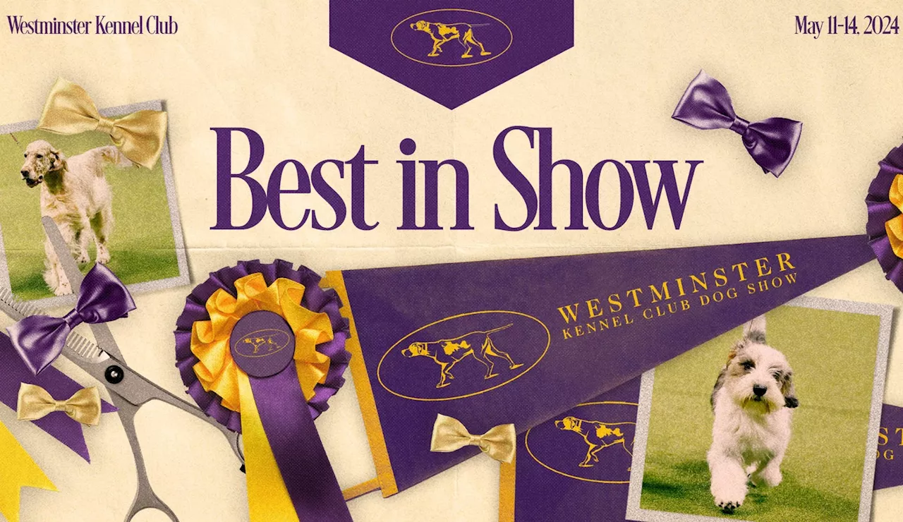 Sage the Miniature Poodle wins Best in Show at 2024 Westminster Dog Show