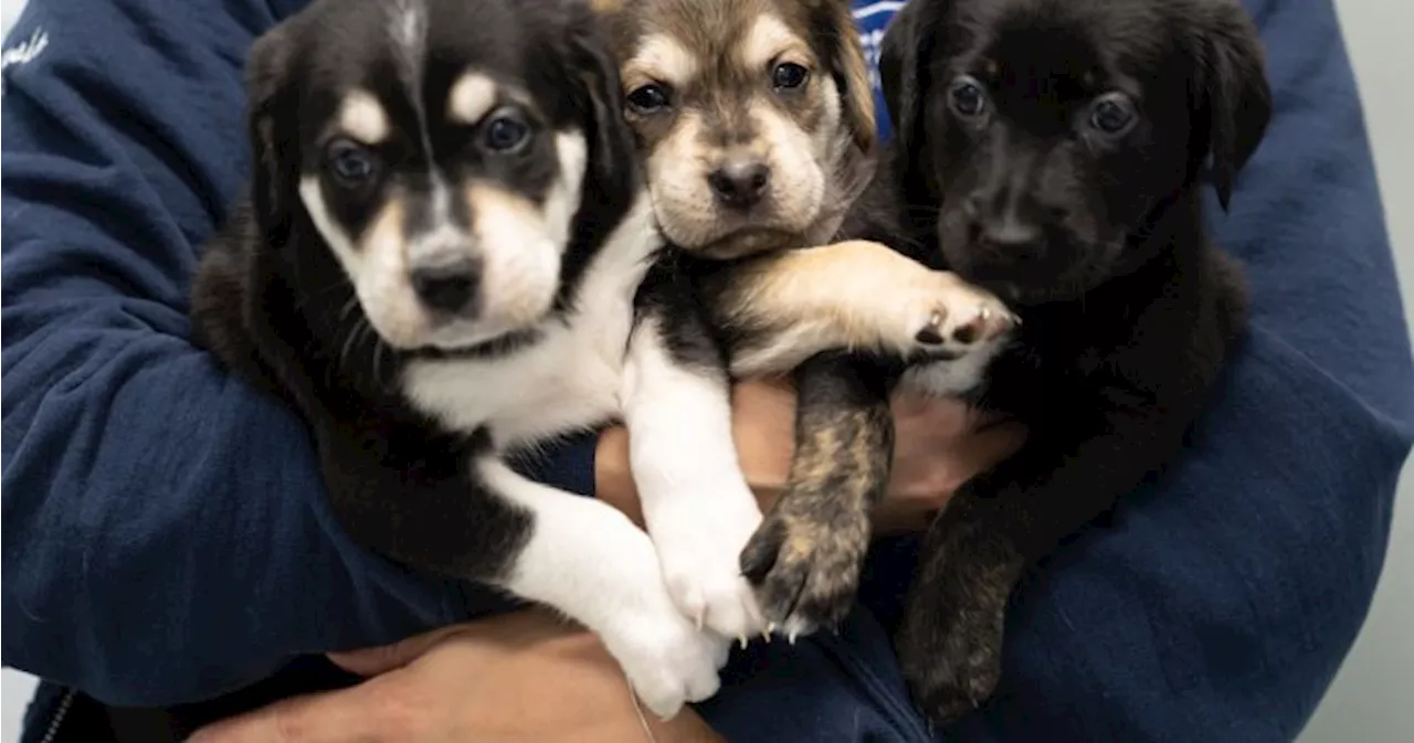 Good Samaritan rescues puppies left in small box near Hwy. 401 ramp: Humane Society