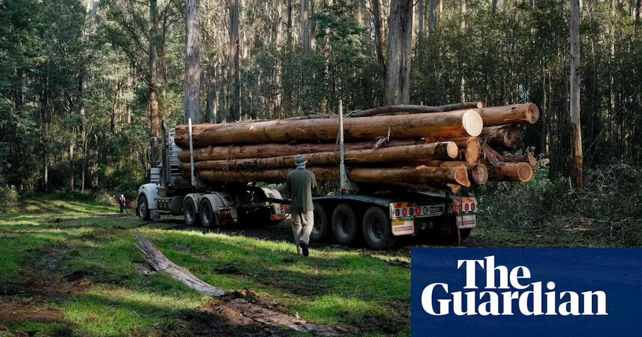 Fire management in Victoria amounts to de facto native logging industry, conservationists say