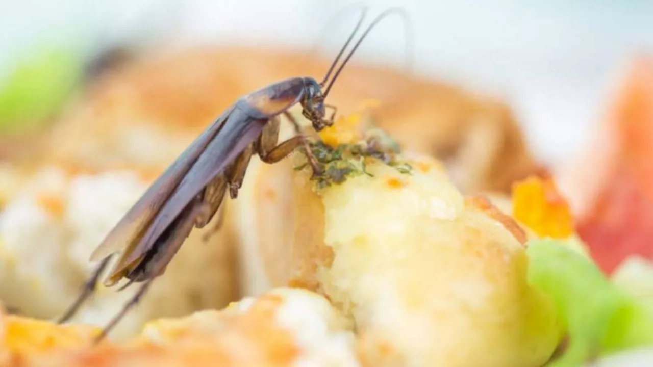  Joven halla una cucaracha en su pescado frito en marisquería de Oaxaca