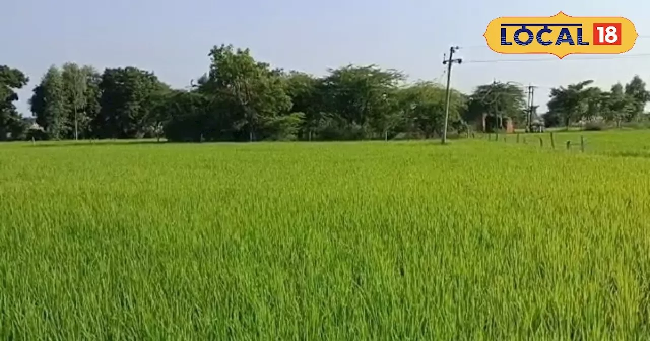 Meerut Paddy Farming: धान की फसल में होगी बंपर पैदावार, इन बीजों का उपयोग करें किसान