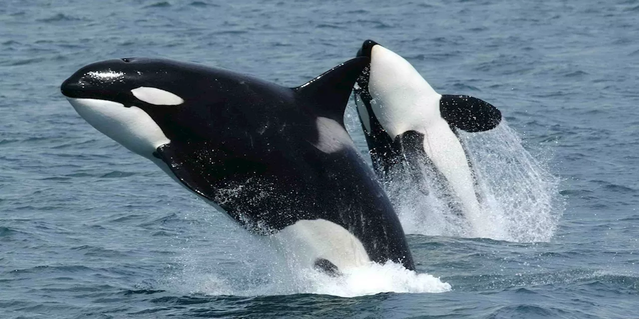 In Spagna stanno avendo ancora molti problemi con le orche