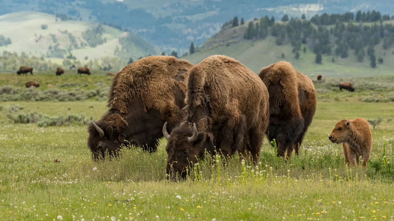 170 bison could tackle CO2 emitted by 2 million cars, says study