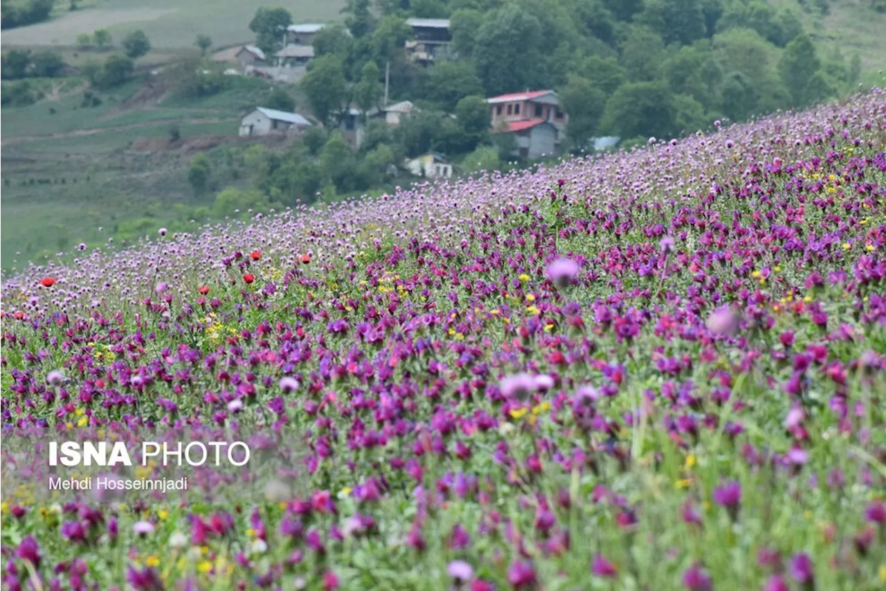 ۳۰۰ هزار هکتار از اراضی کشور زیر کشت گیاهان دارویی است