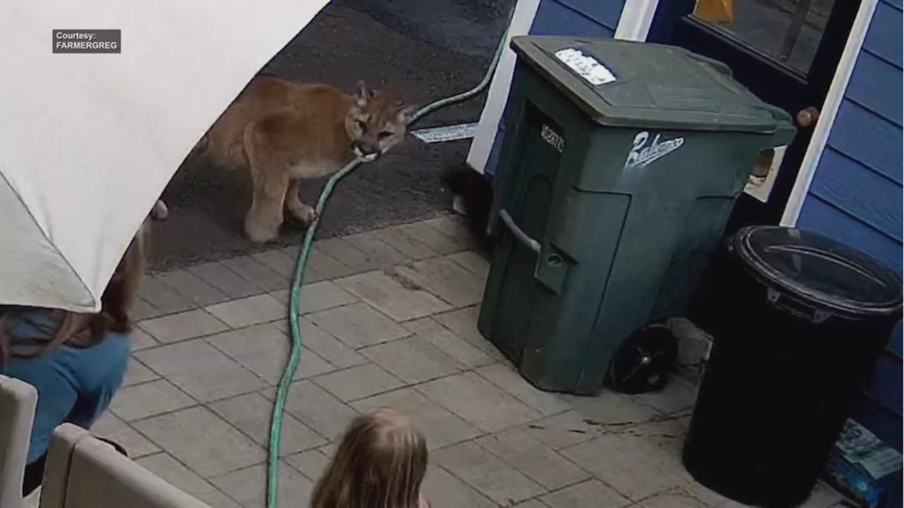 Video shows cougar come within feet of Washington family in yard