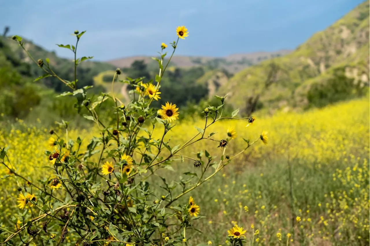 Yellow daze covers the hills of vast O’Melveny Park in San Fernando Valley