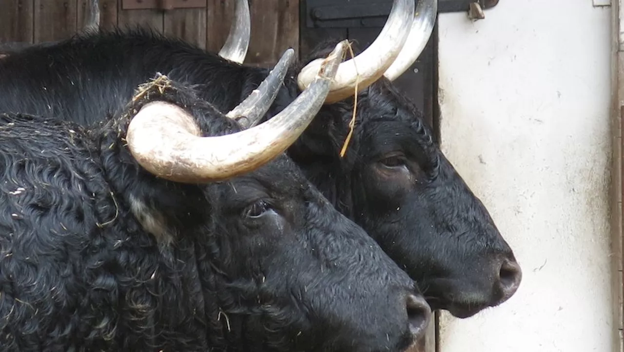 Tauromachie : arrivés à Vic-Fezensac en début de semaine, les toros d’une nouvelle Pentecôte