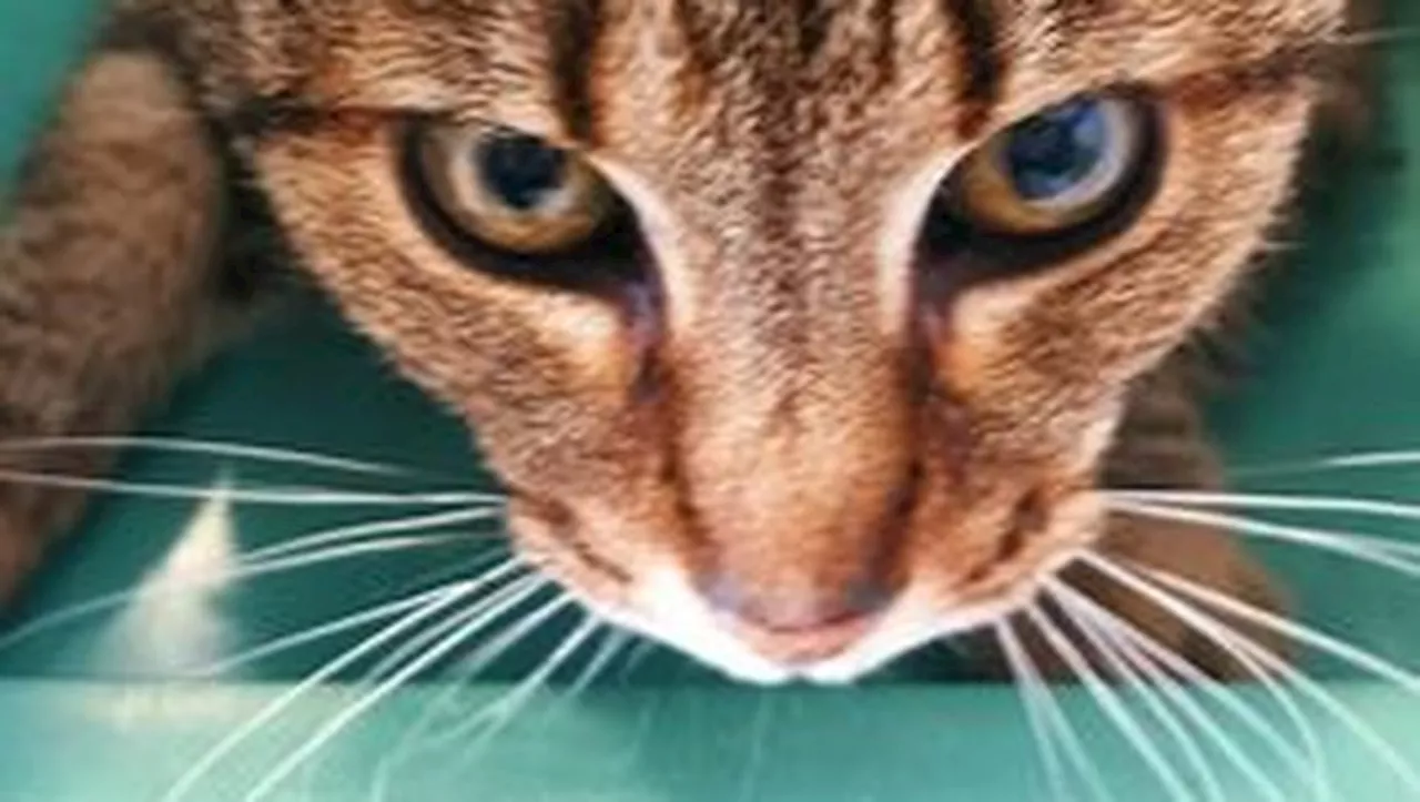 Montauban. Une chatte presque aveugle cherche ses maîtres